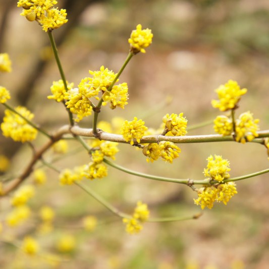 Spicebush, lindera