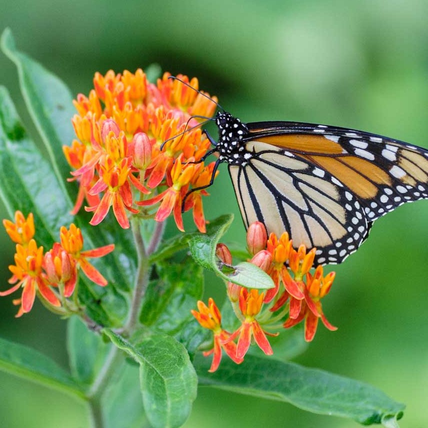 asclepias tuberosa