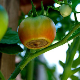 Disease of tomatoes. Blossom end rot on the tomato. Damaged semi-red fruit on the bush. Crop problems