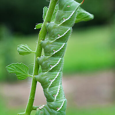 Green Tomato Hornworm Caterpillar Eating Plant, Close Up