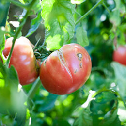 Agricultural failure, cracking on the growing tomato on farm