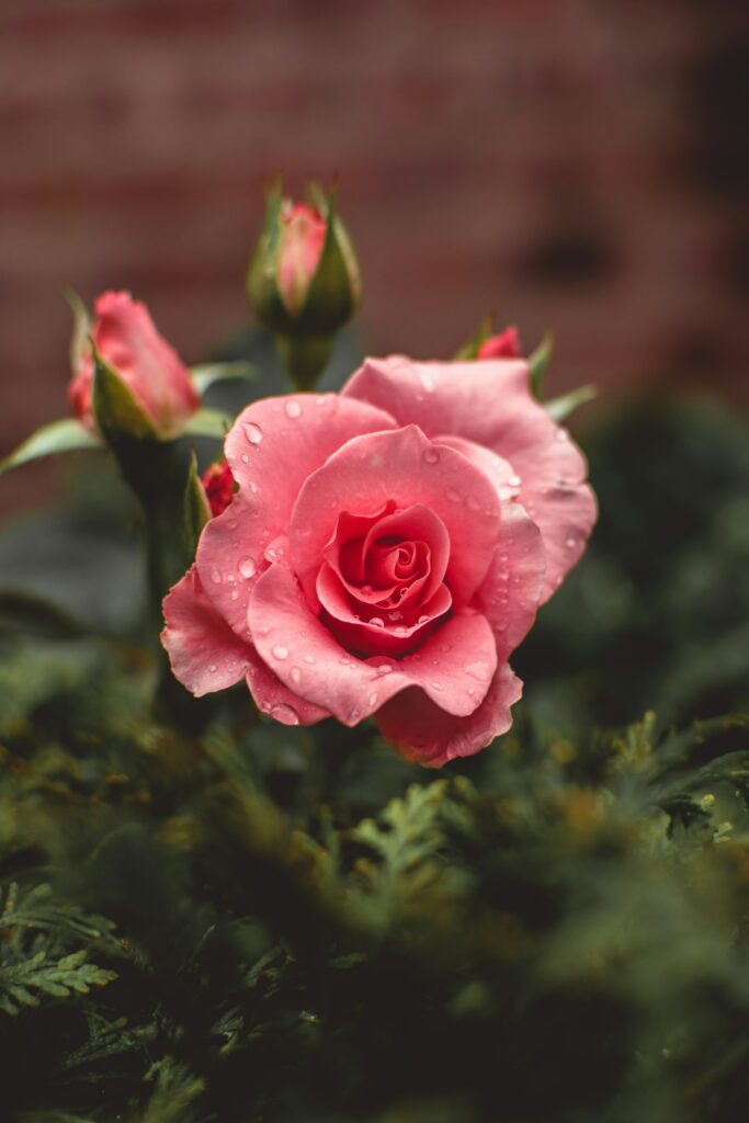 Roses 101