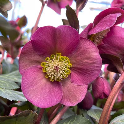 hellebore2