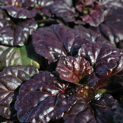 Ajuga