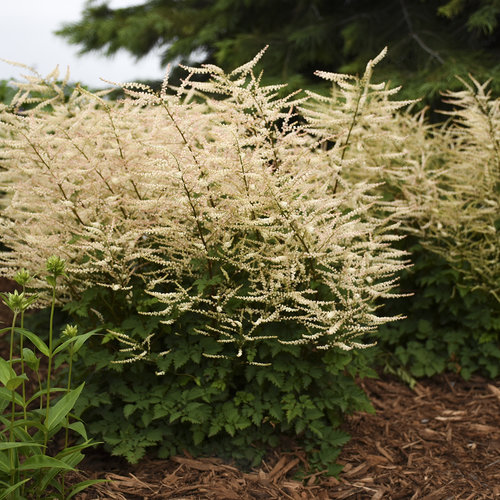 Aruncus