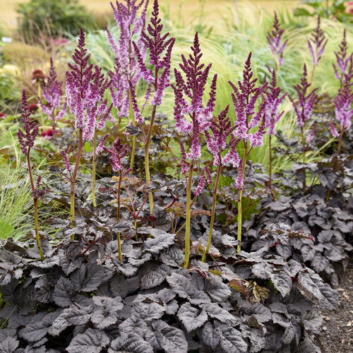 Astilbe