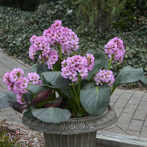 Bergenia