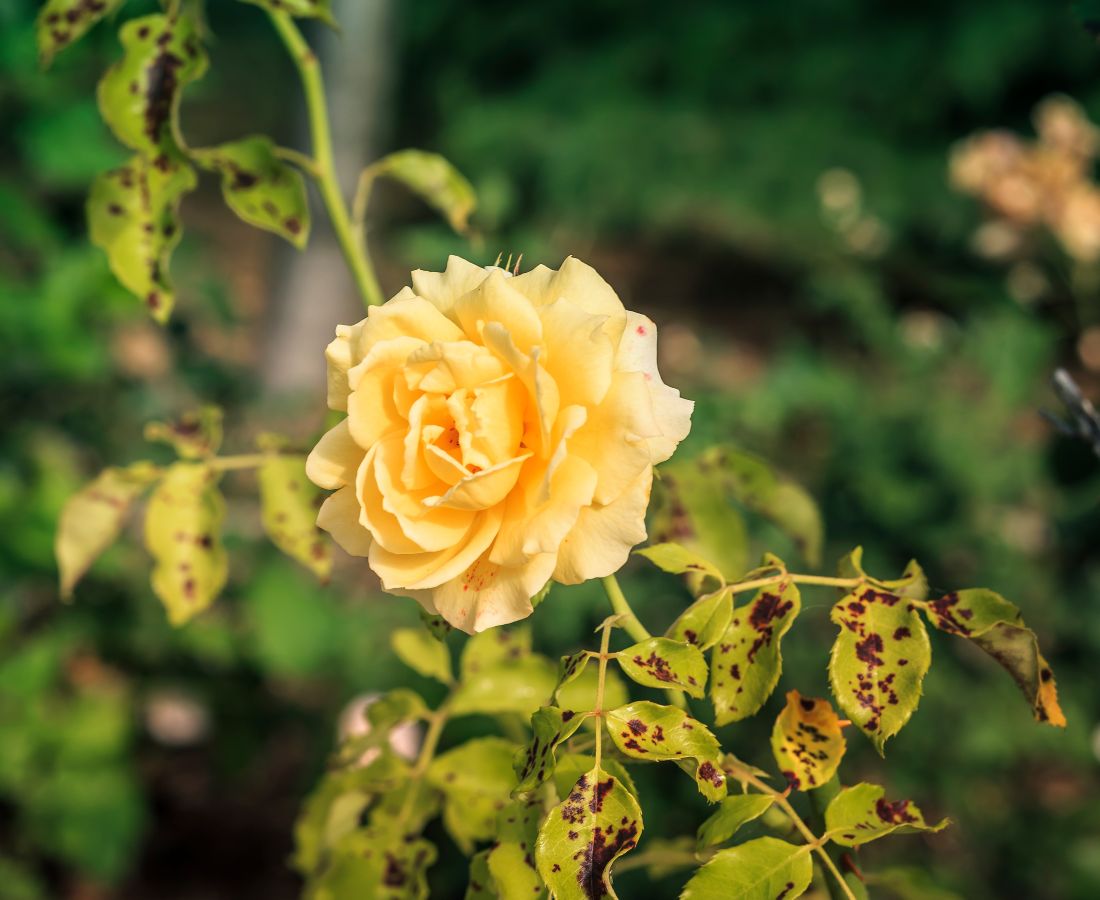 Rose with black spot