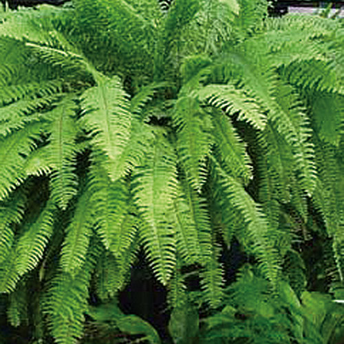 Boston Fern