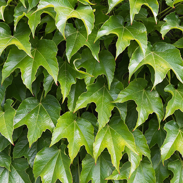 Boston Ivy