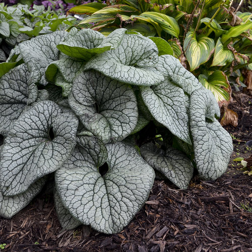 Brunnera