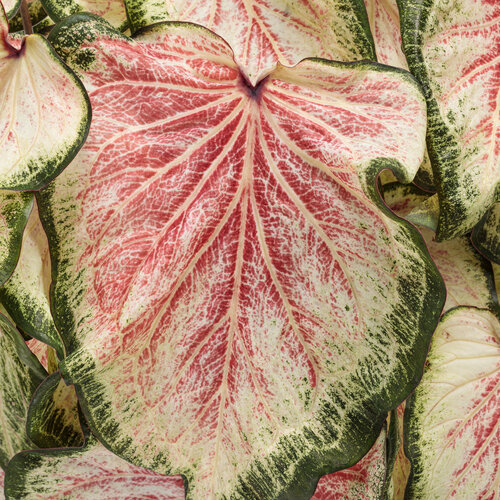 Caladium