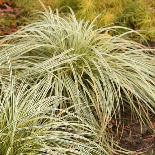 Carex (sedge)