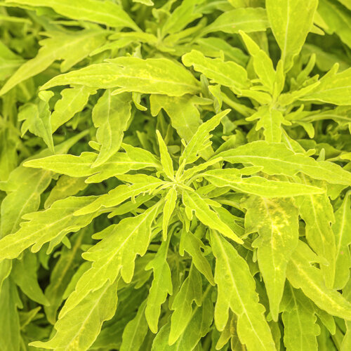 Coleus