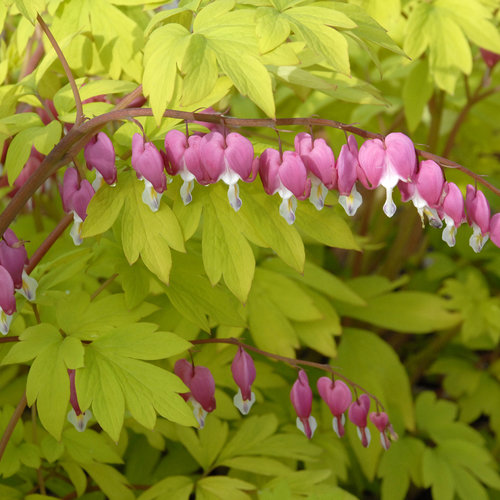 Dicentra (Bleeding Heart)