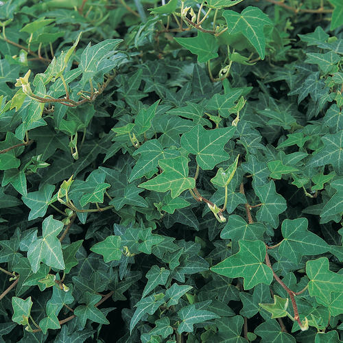 English Ivy