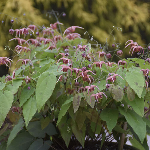 Epimedium (Barrenwort)