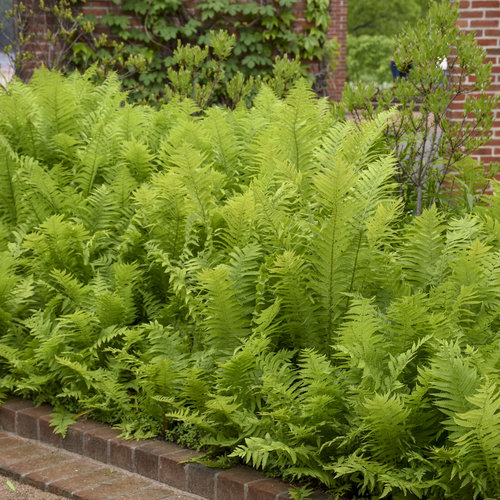 Fern