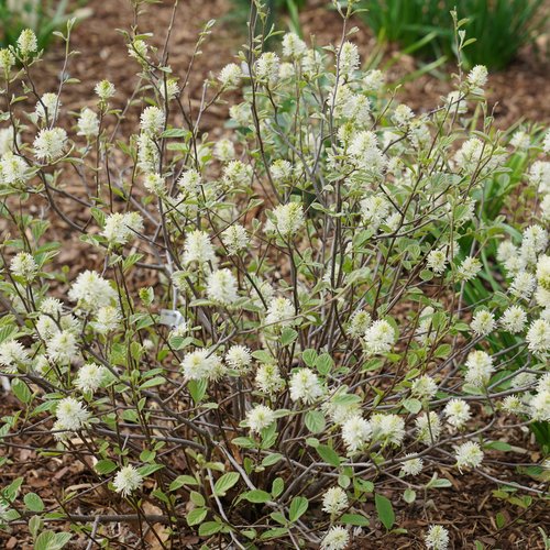 Fothergilla