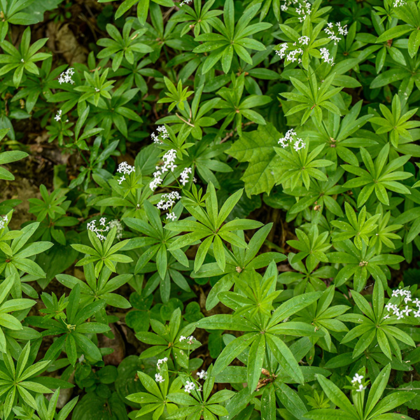 Galium