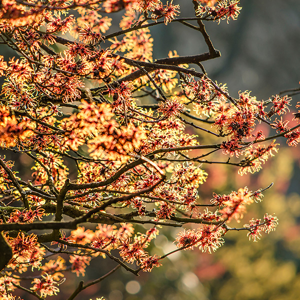Hamamelis (Witch Hazel)