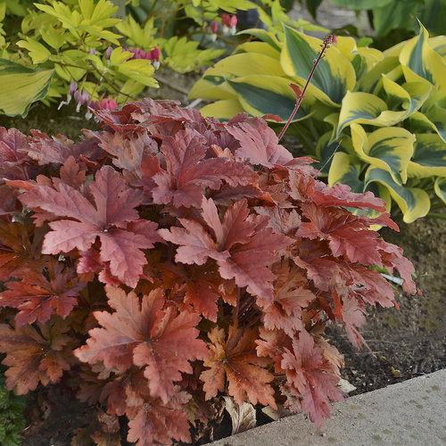Heucherella