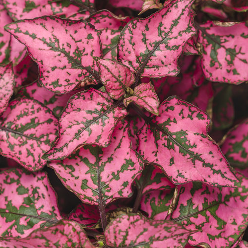 Hypoestes