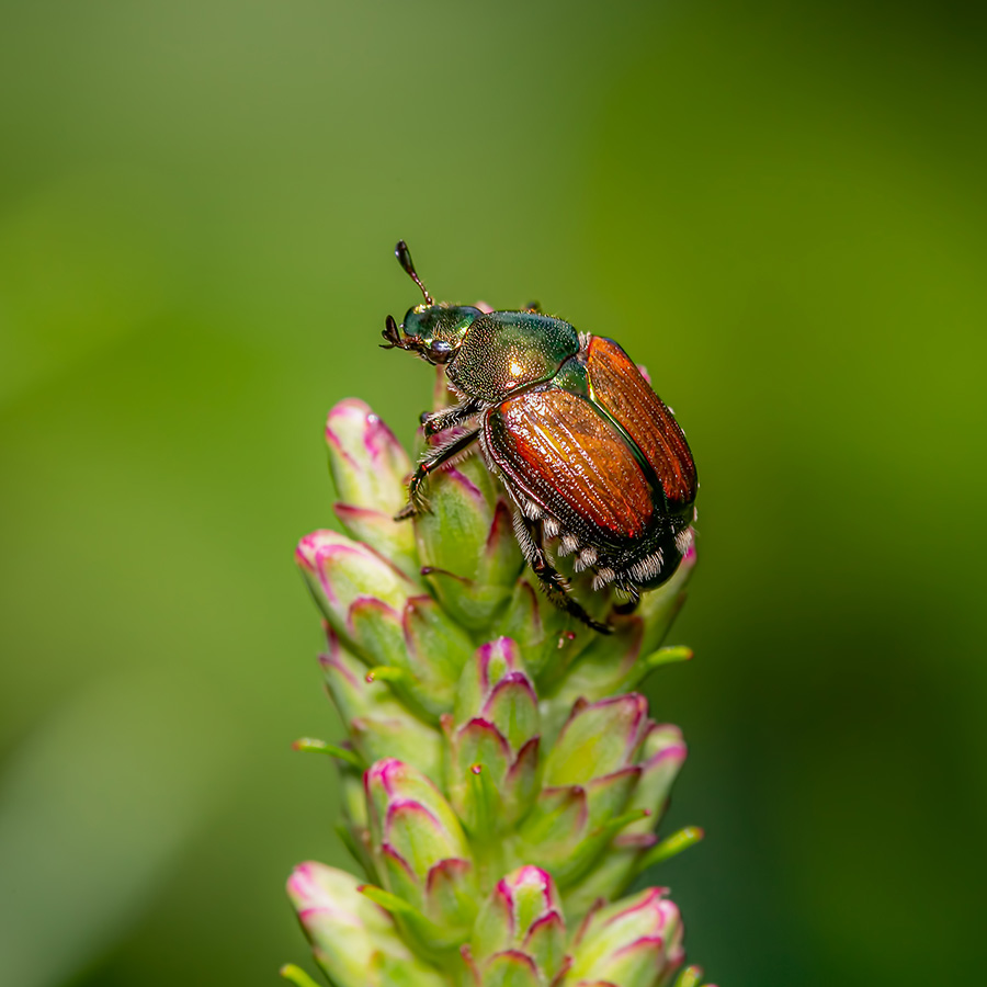Japanese Beetle