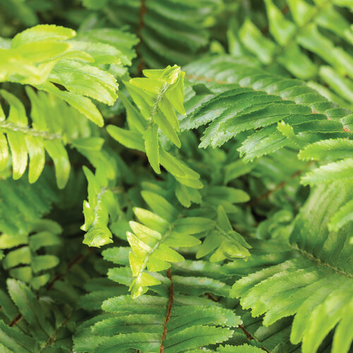 Kimberly Queen Fern
