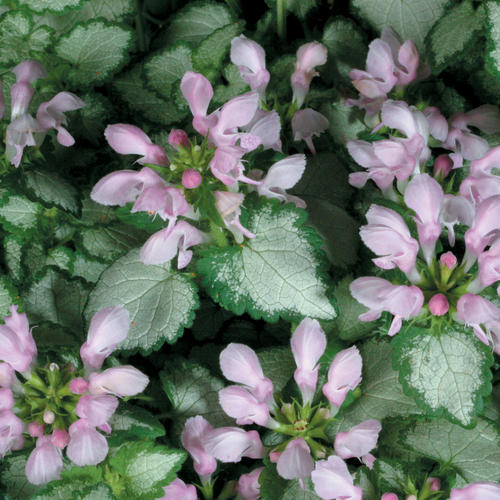 Lamium