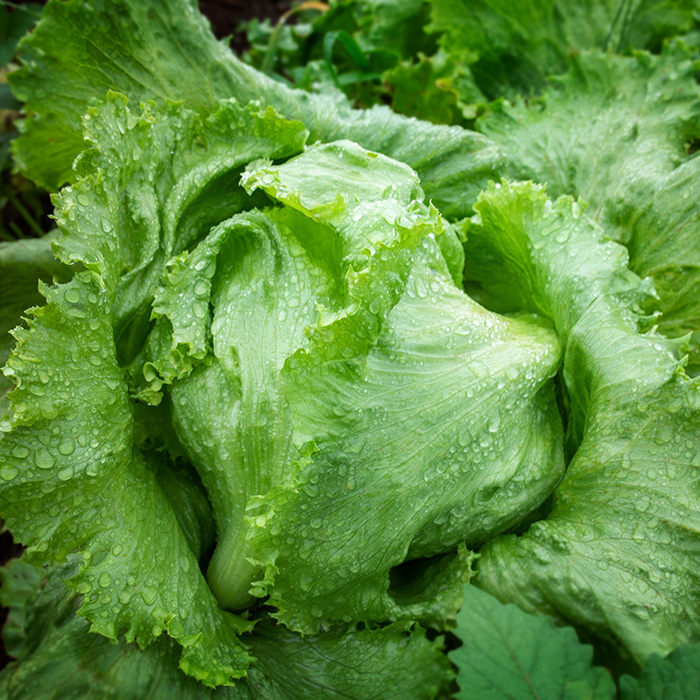 Lettuce