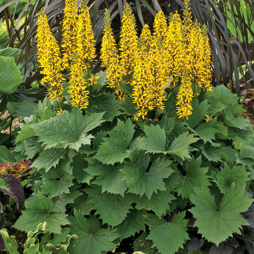 Ligularia