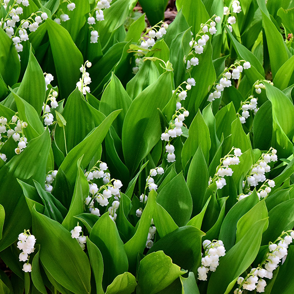 Lily-of-the-Valley, Convallaria