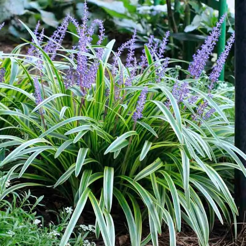 Liriope