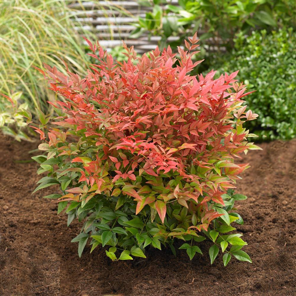 Nandina