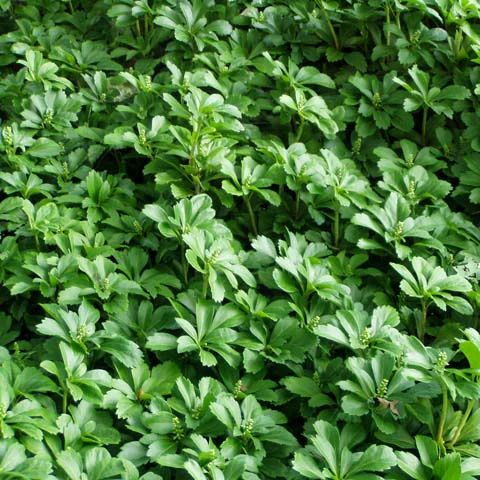 Pachysandra