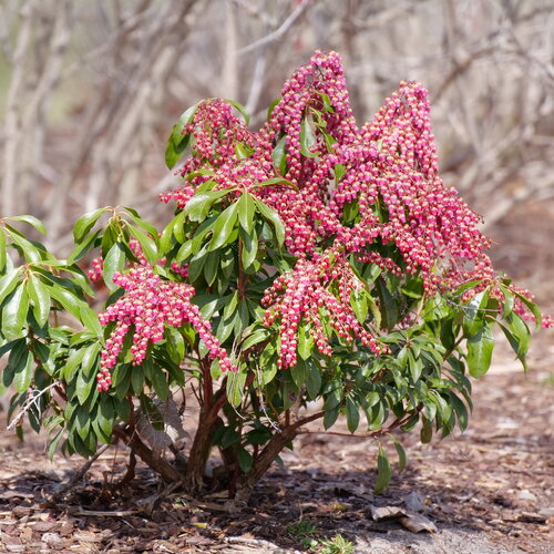 Pieris Japonica