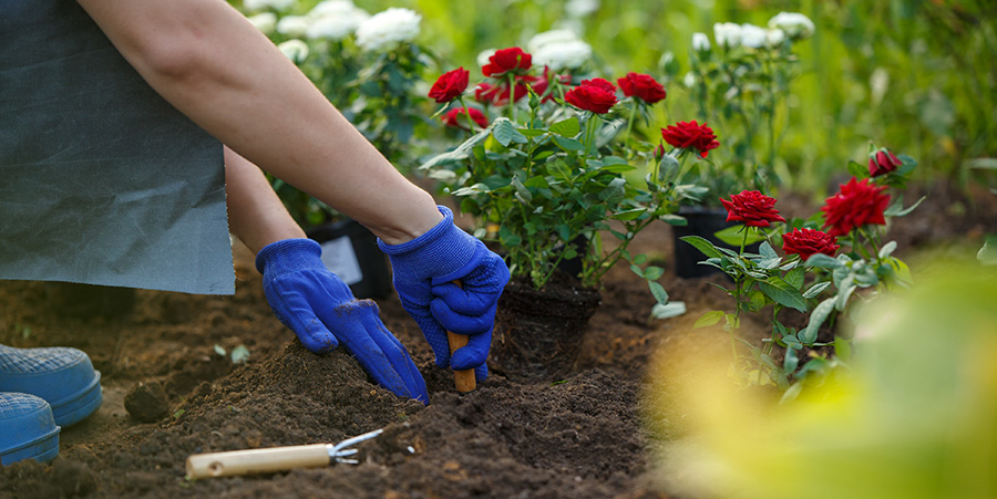 Planting Roses Long