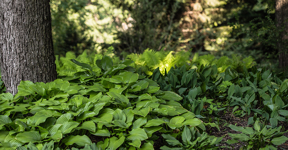 Top Plants For Shade