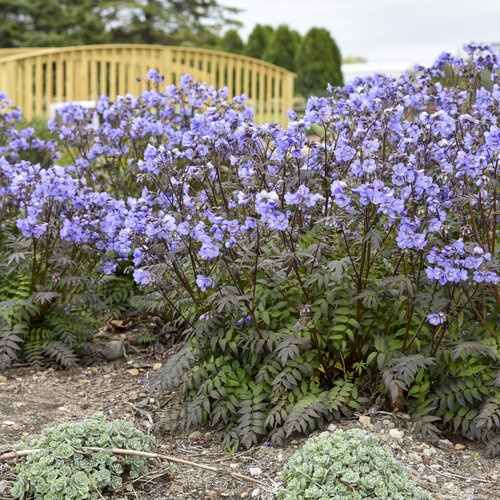 Polemonium, jacobs ladder