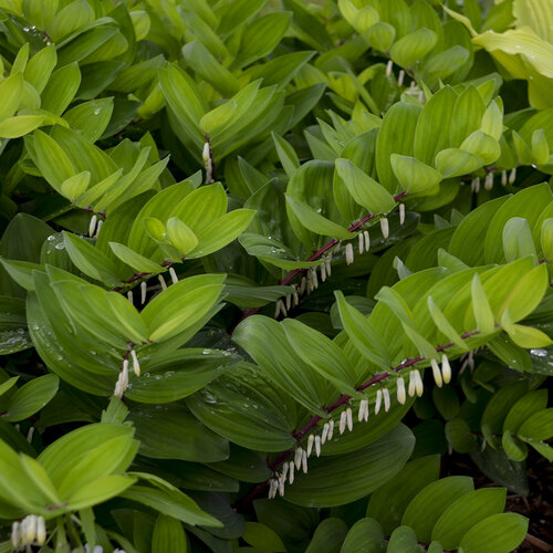 Polygonatum