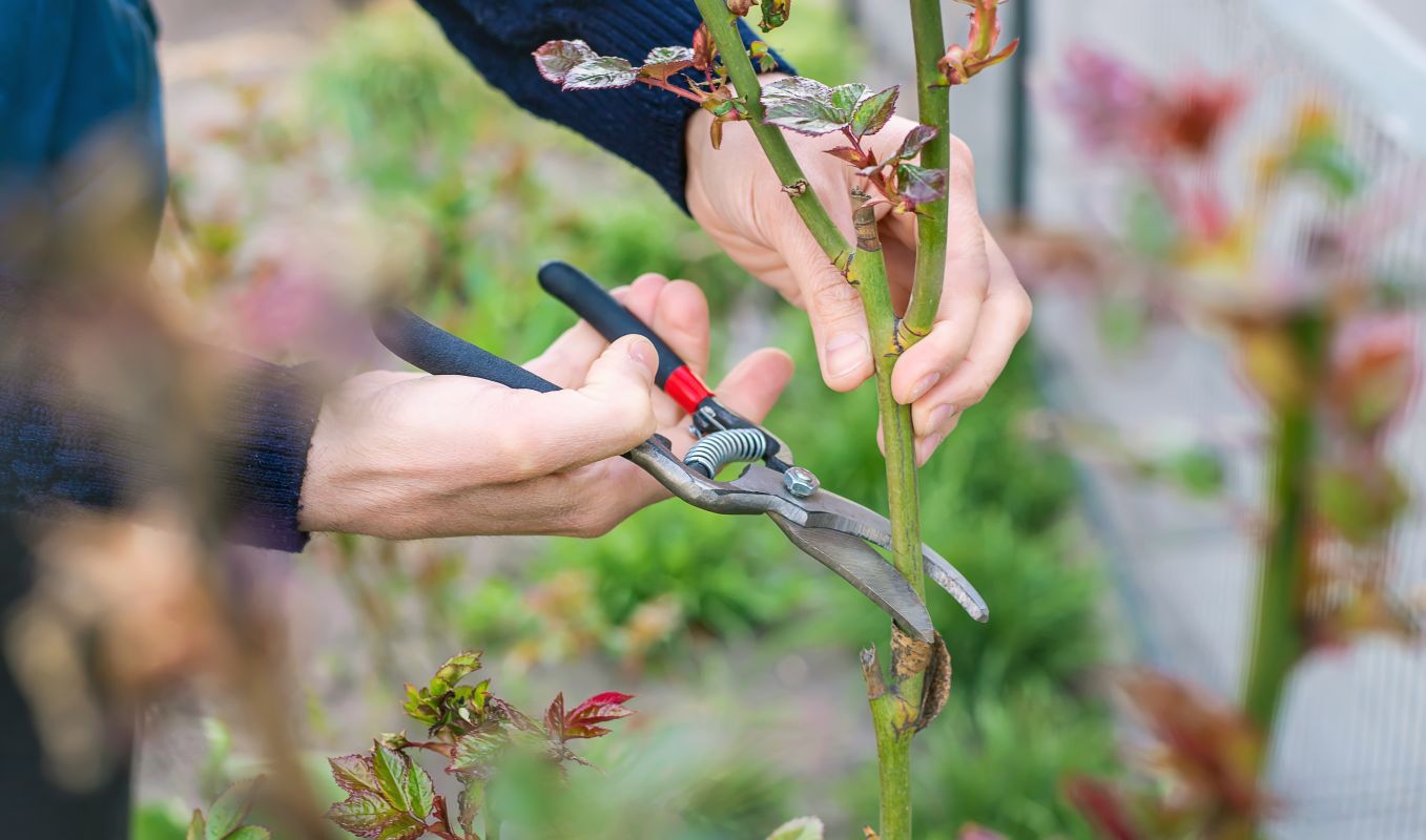 Pruning