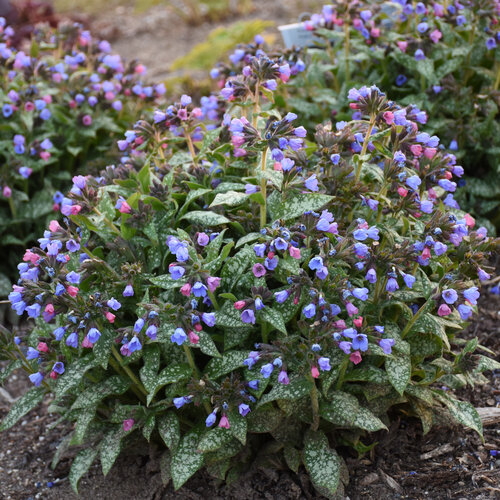 Pulmonaria
