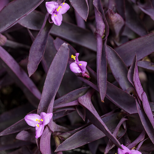 Purple Spiderwort