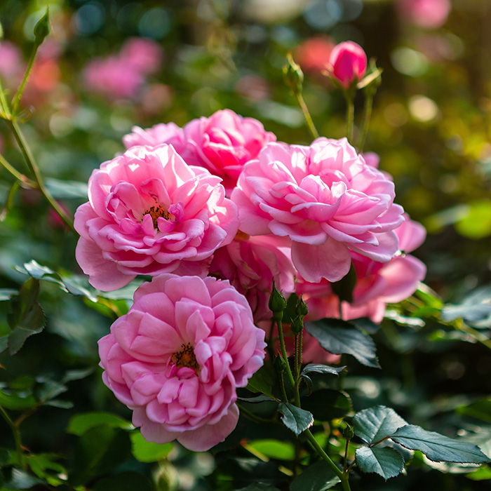 Rose Bunch