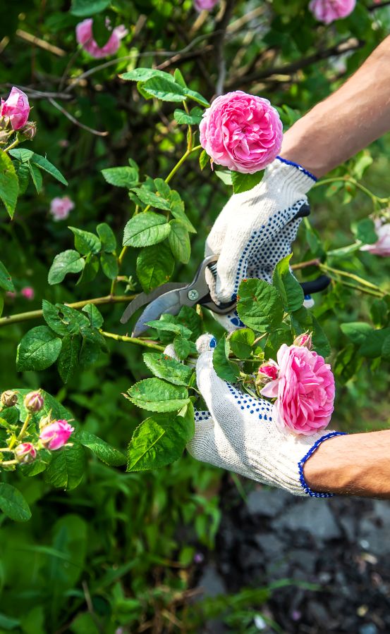 Rose Pruning