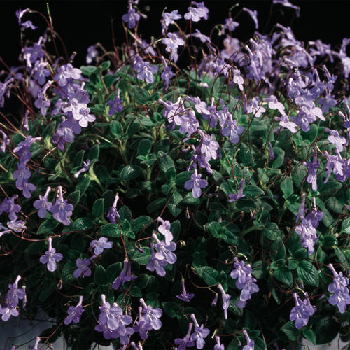 Streptocarpus