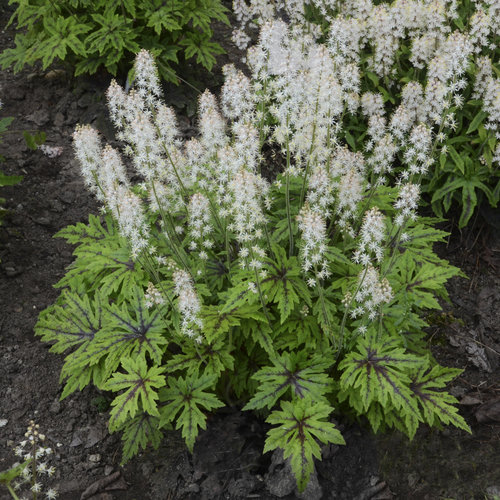 Tiarella