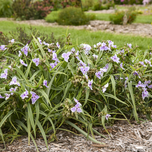 Tradescantia