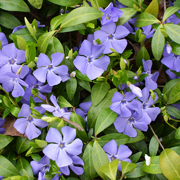 Vinca Minor, Myrtle